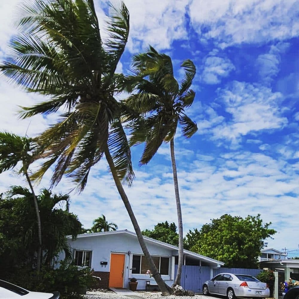 Palm trees swaying near a blue house under a cloudy sky in a tropical setting.