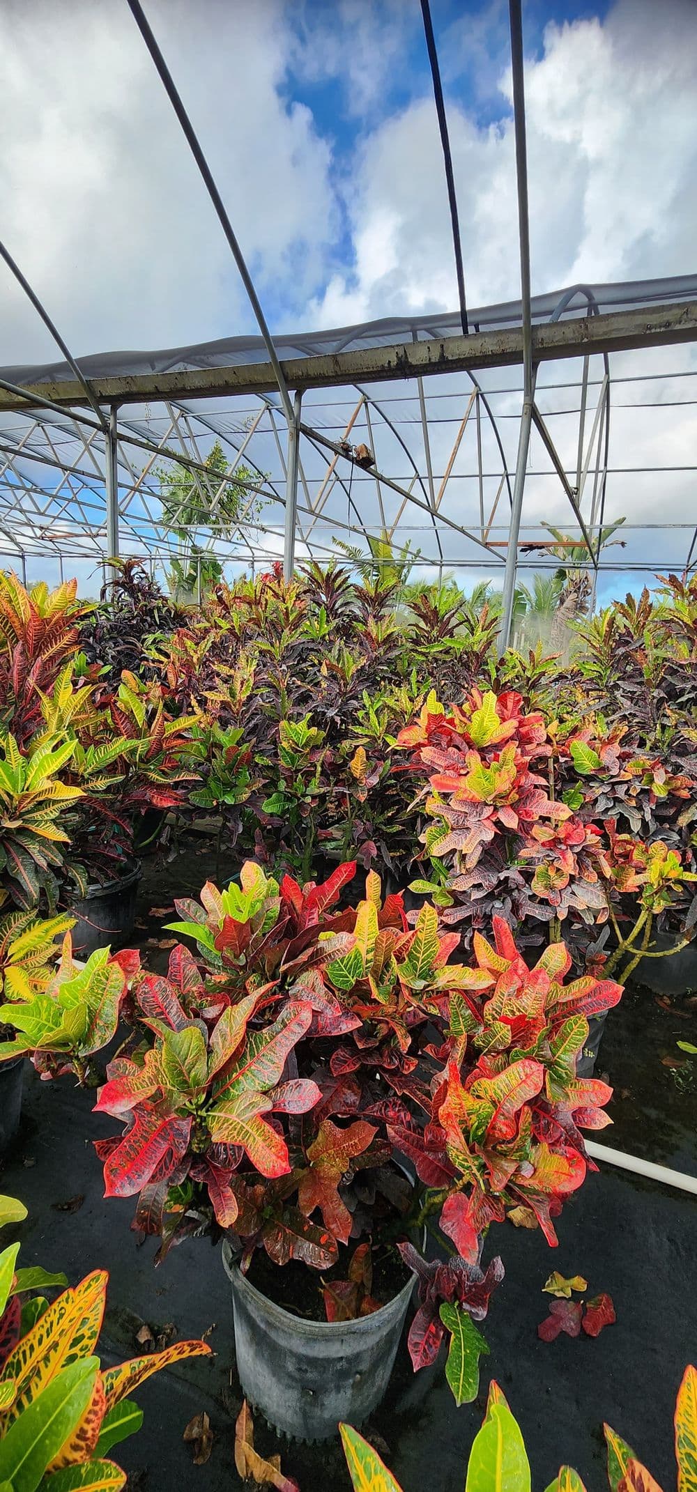 Vibrant croton plants in a greenhouse under a partly cloudy sky.