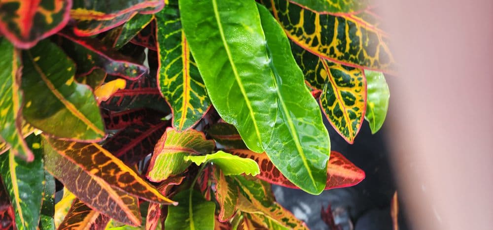 Colorful croton leaves with vibrant green, yellow, and red patterns in tropical foliage.