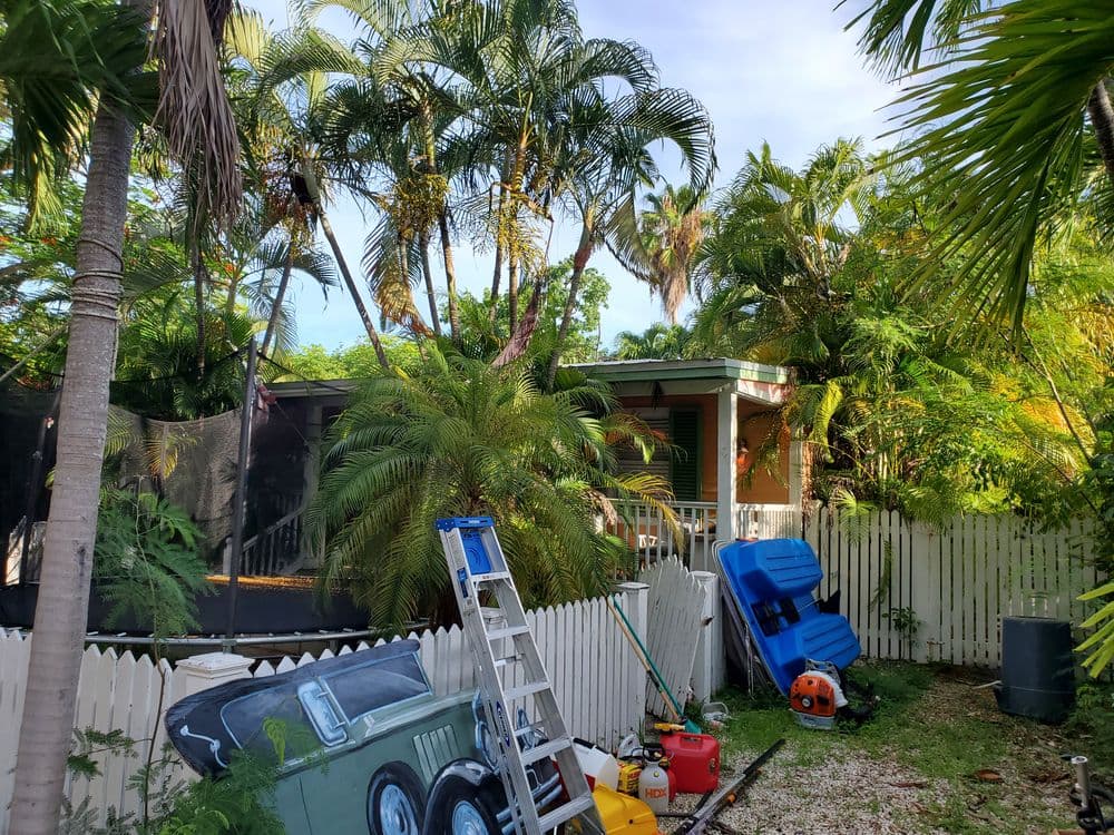 Tropical backyard with palm trees, a ladder, and colorful outdoor toys near a house.