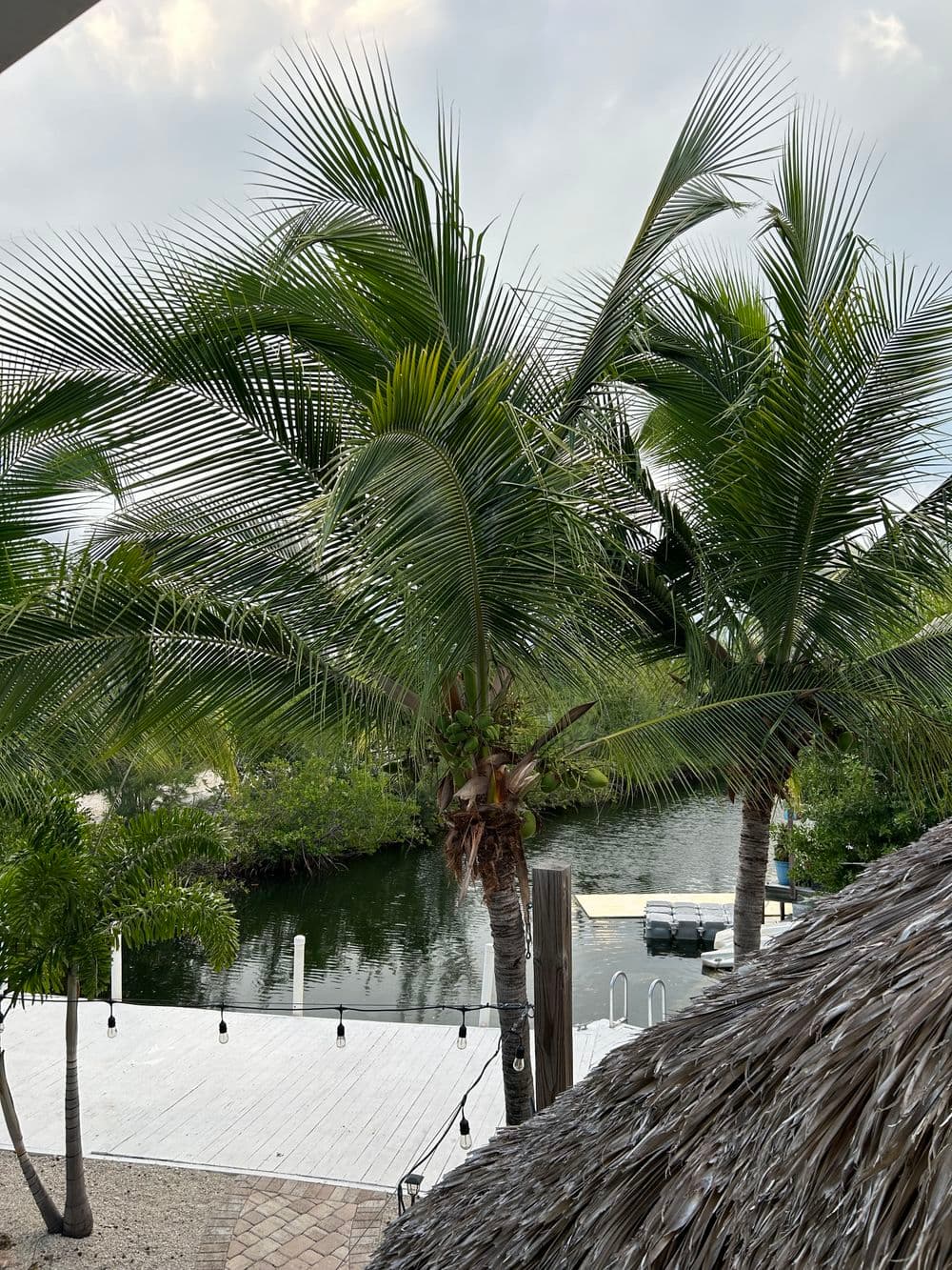 Lush palm trees overlooking a serene canal with a dock and cloudy sky backdrop.