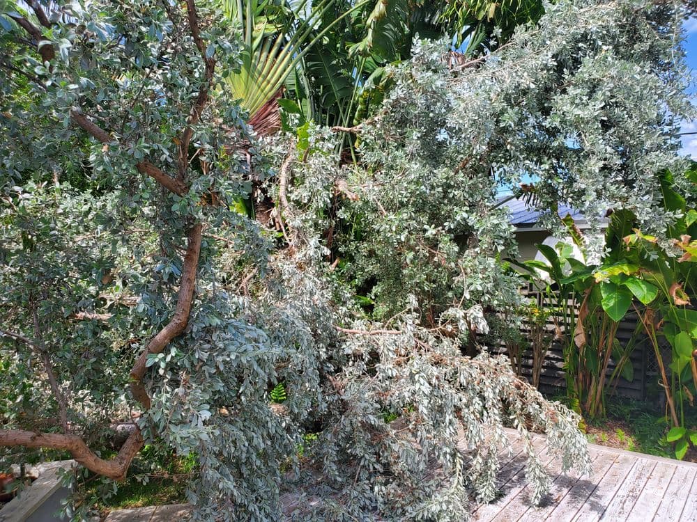 Silverleaf tree branches overhanging a wooden deck surrounded by tropical foliage.