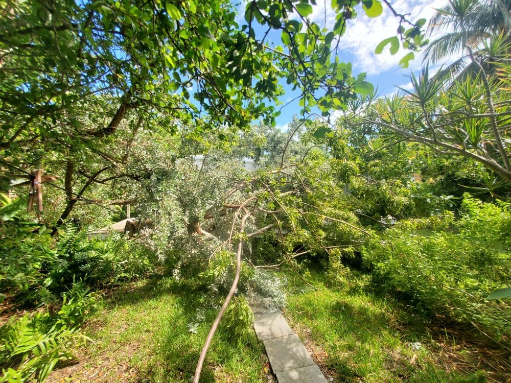 Fallen tree branches blocking a garden path surrounded by lush green foliage.