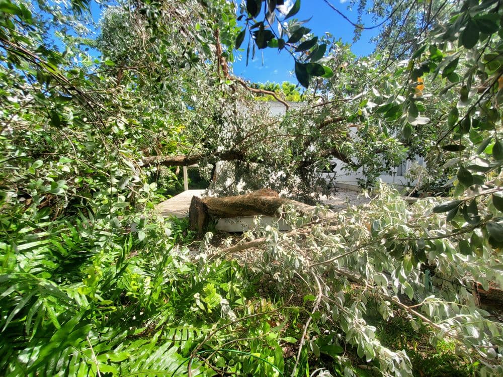 Tree branches down in backyard, damaging patio and surrounded by lush green ferns.