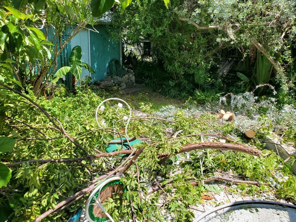 Overgrown garden debris scattered around a blue shed, highlighting natural greenery.