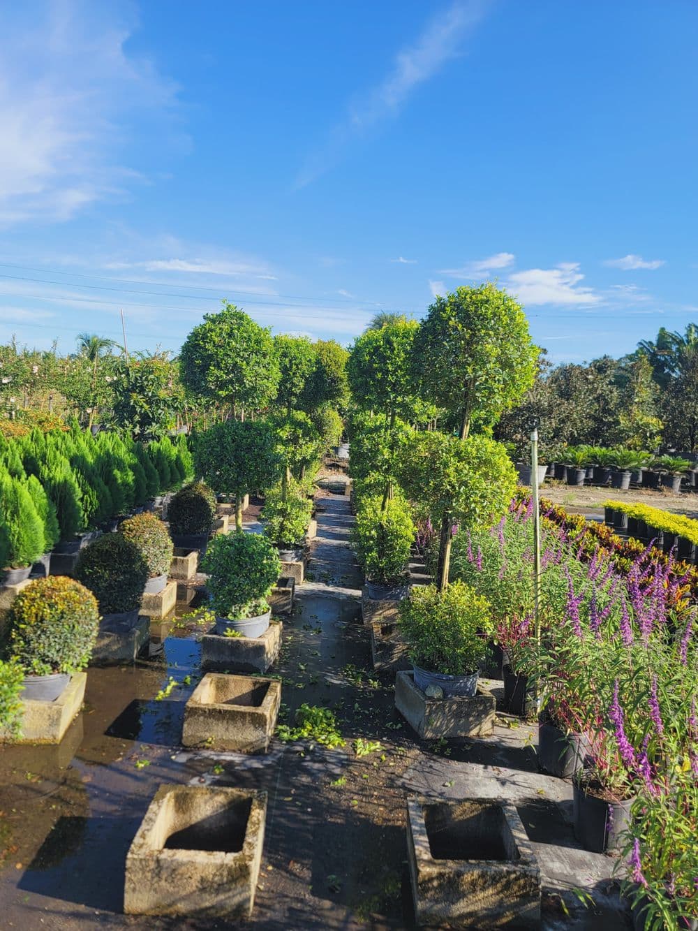 Lush garden nursery pathway lined with potted trees and colorful flowers under clear blue sky.
