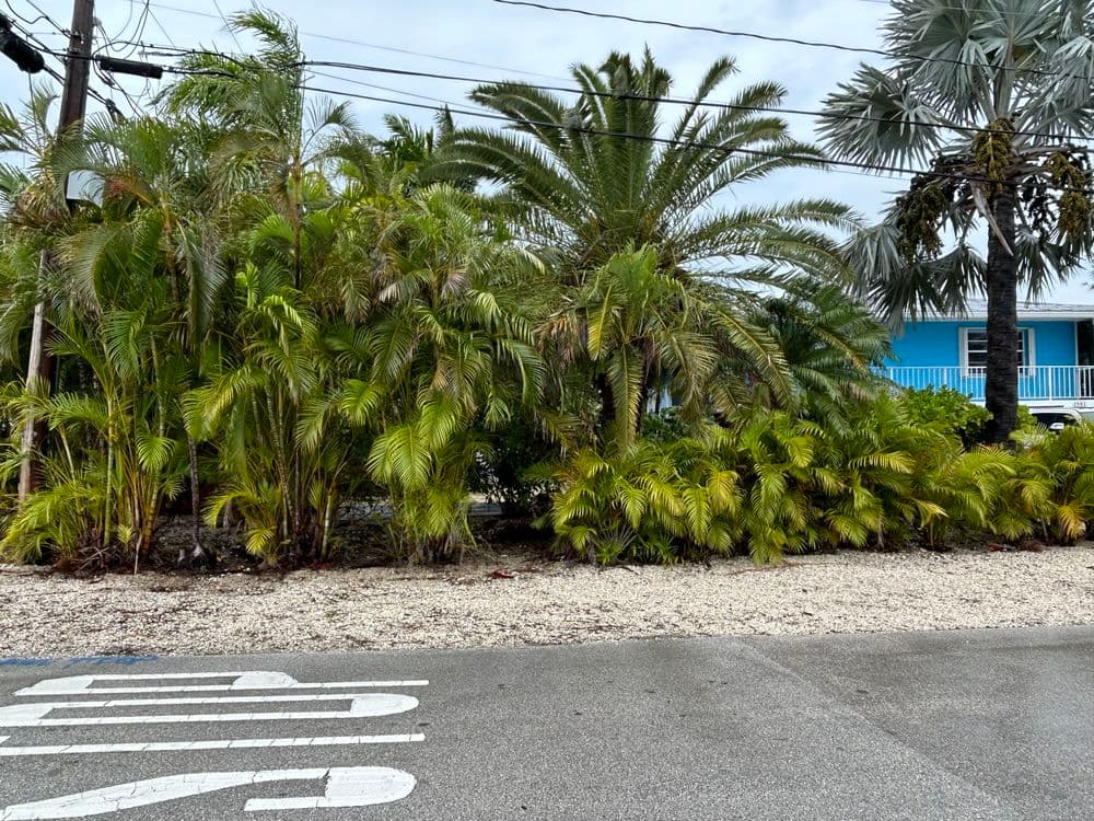 Lush tropical plants and palm trees along a street with gravel and a blue building in the background.