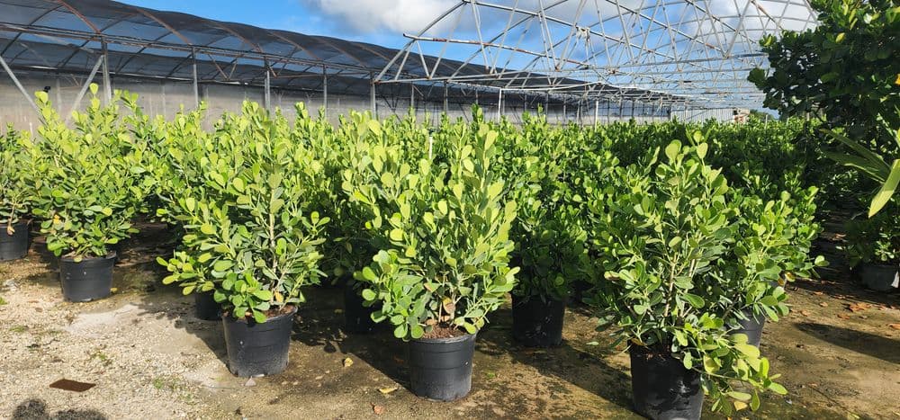 Lush green plants in large pots inside a greenhouse for cultivation and gardening.