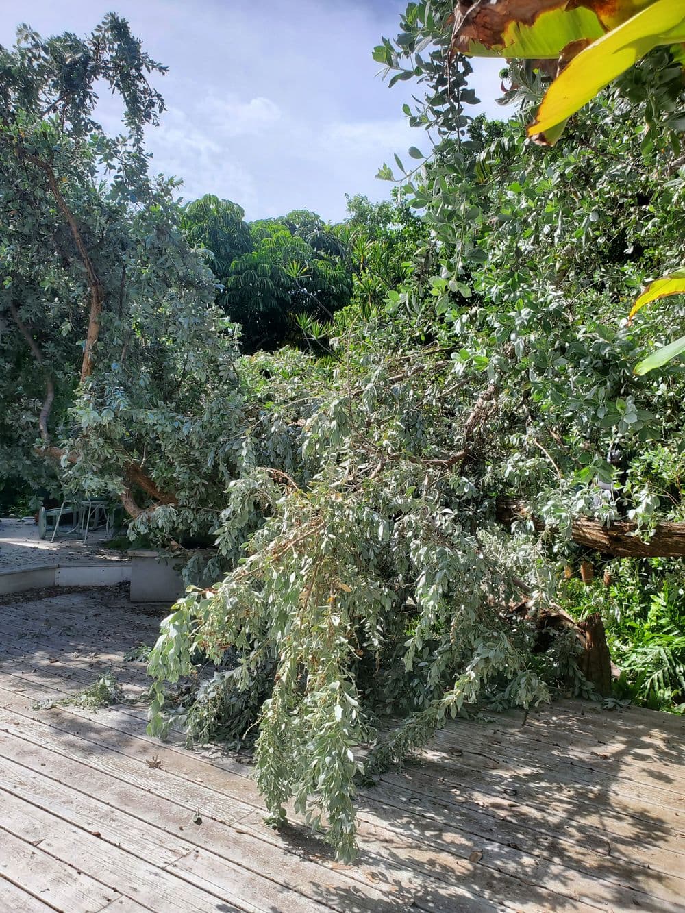 Fallen tree branches on a wooden deck with lush green foliage in the background.