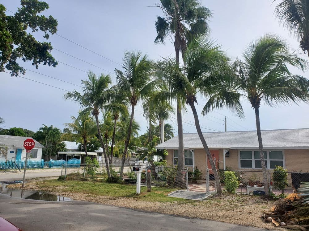Palm trees and a house near a swimming pool with a stop sign on a sunny day.
