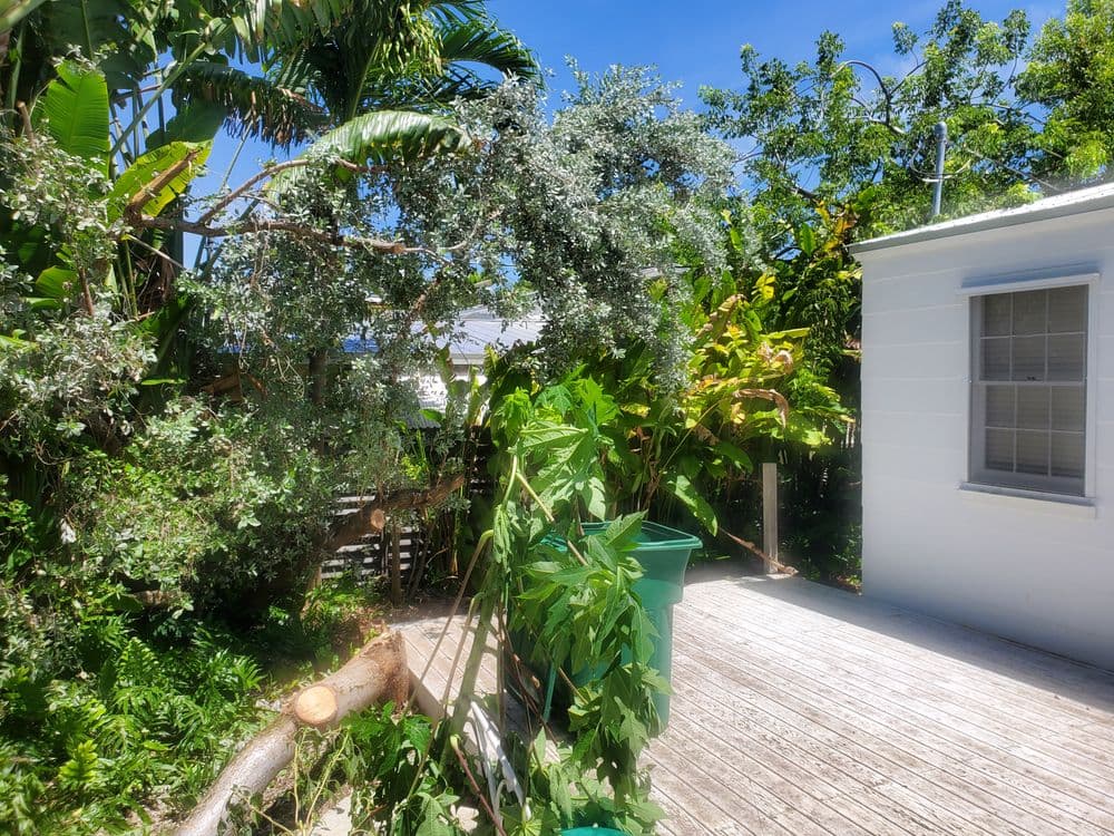 Lush tropical backyard with greenery, wooden deck, and sunny blue sky.