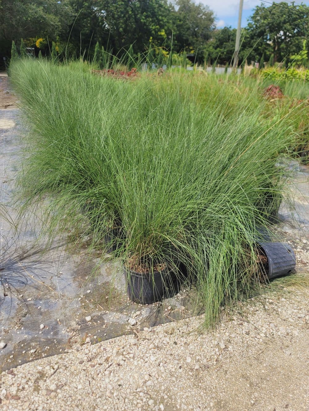Lush ornamental grass plants in black pots on gravel pathway in a garden nursery.