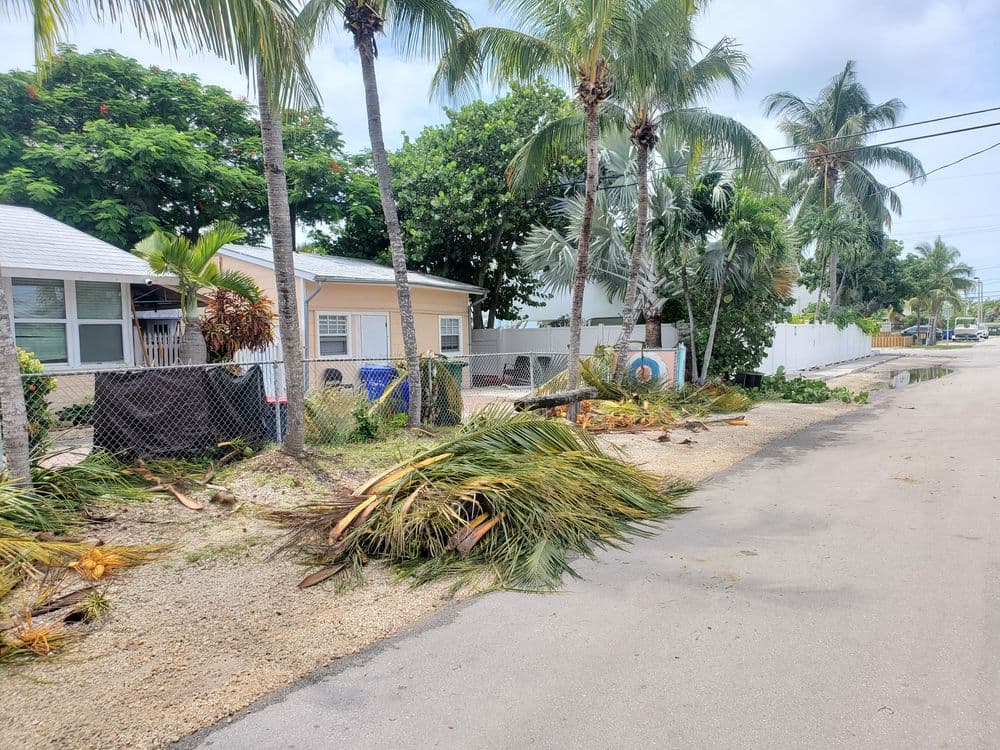 Street view of a residential area with palm trees and debris from a recent storm cleanup.