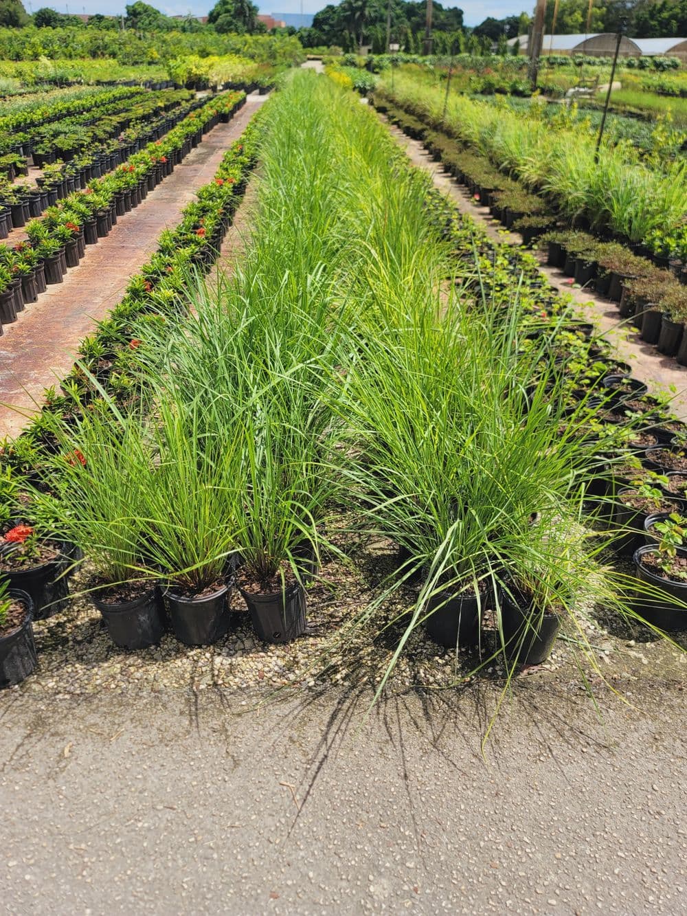 Lush green plants in black pots at a vibrant nursery, showcasing various types of foliage.