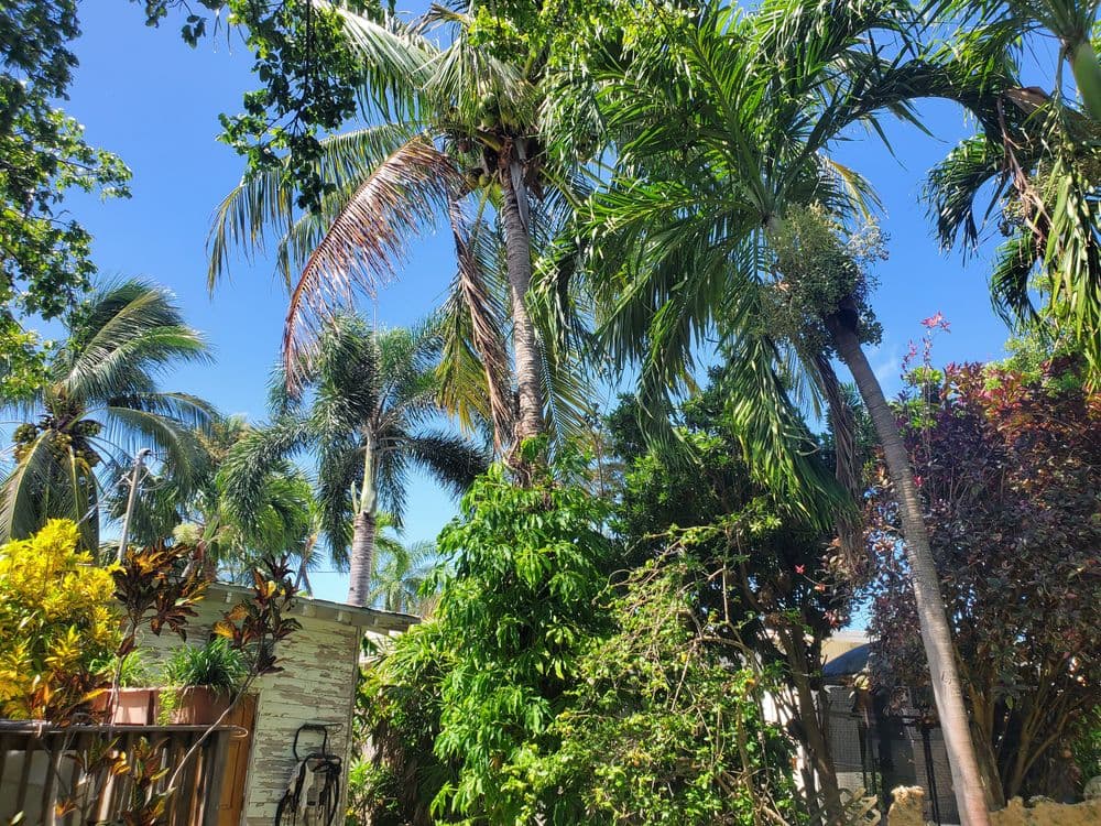 Lush tropical garden with tall palm trees and vibrant greenery under blue sky.