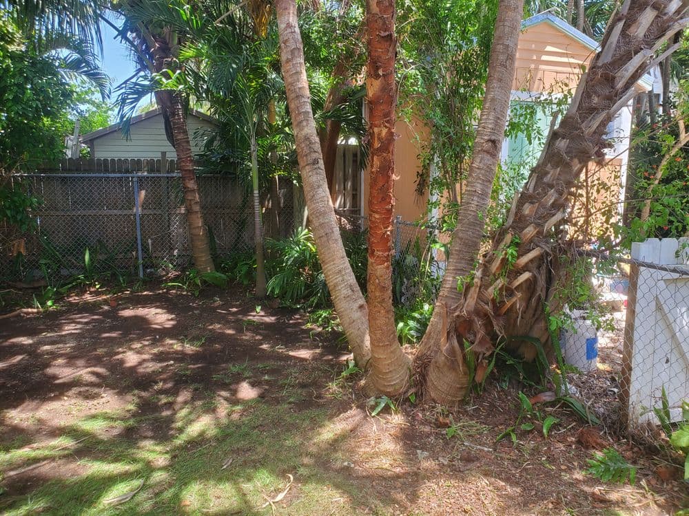 Lush backyard with palm trees and a house in the background, ideal for gardening or relaxation.