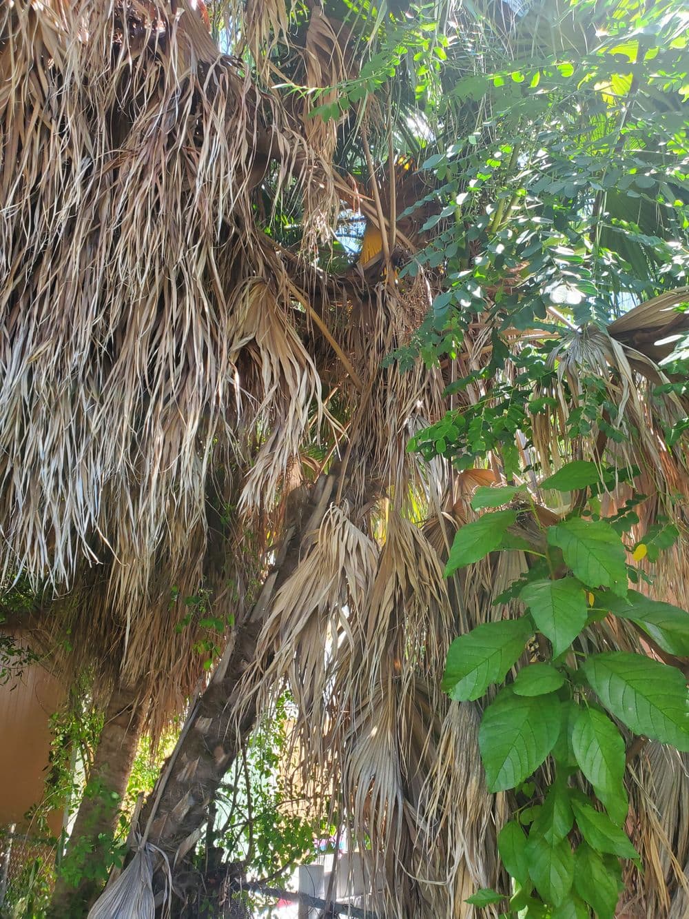 Lush tropical foliage with dry palm fronds and vibrant green leaves in sunlight.