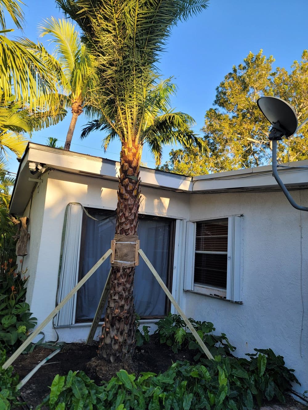 Palm tree beside a house with a satellite dish, surrounded by green foliage under a blue sky.