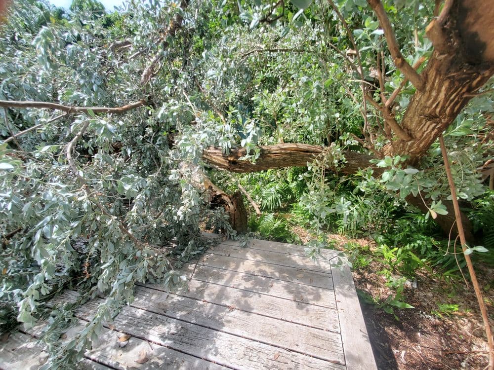 Fallen tree branches surrounded by greenery on a wooden path in a lush landscape.