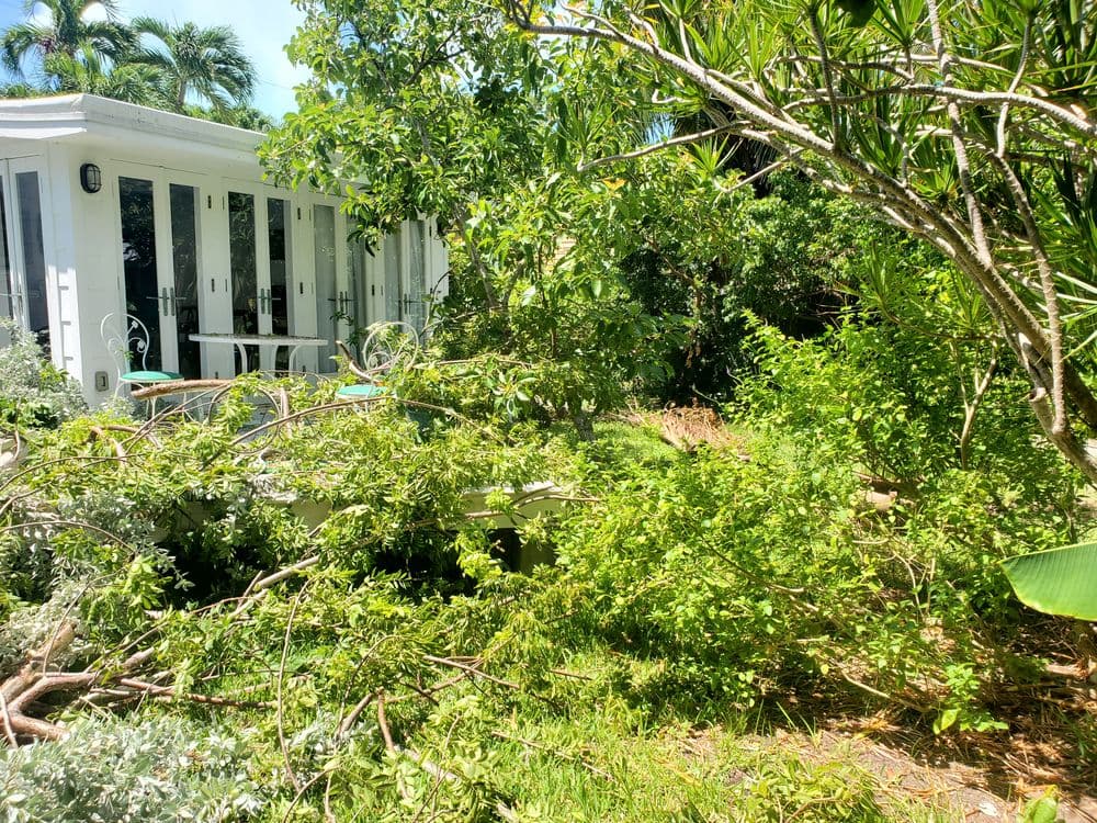 Overgrown garden with fallen branches near a white house surrounded by lush greenery.
