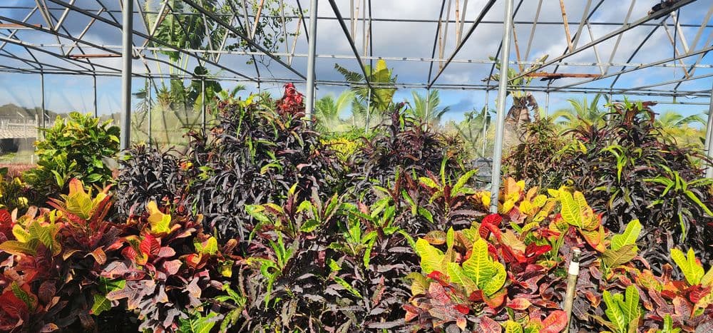 Vibrant greenhouse with diverse colorful plants and foliage under a sunny sky.