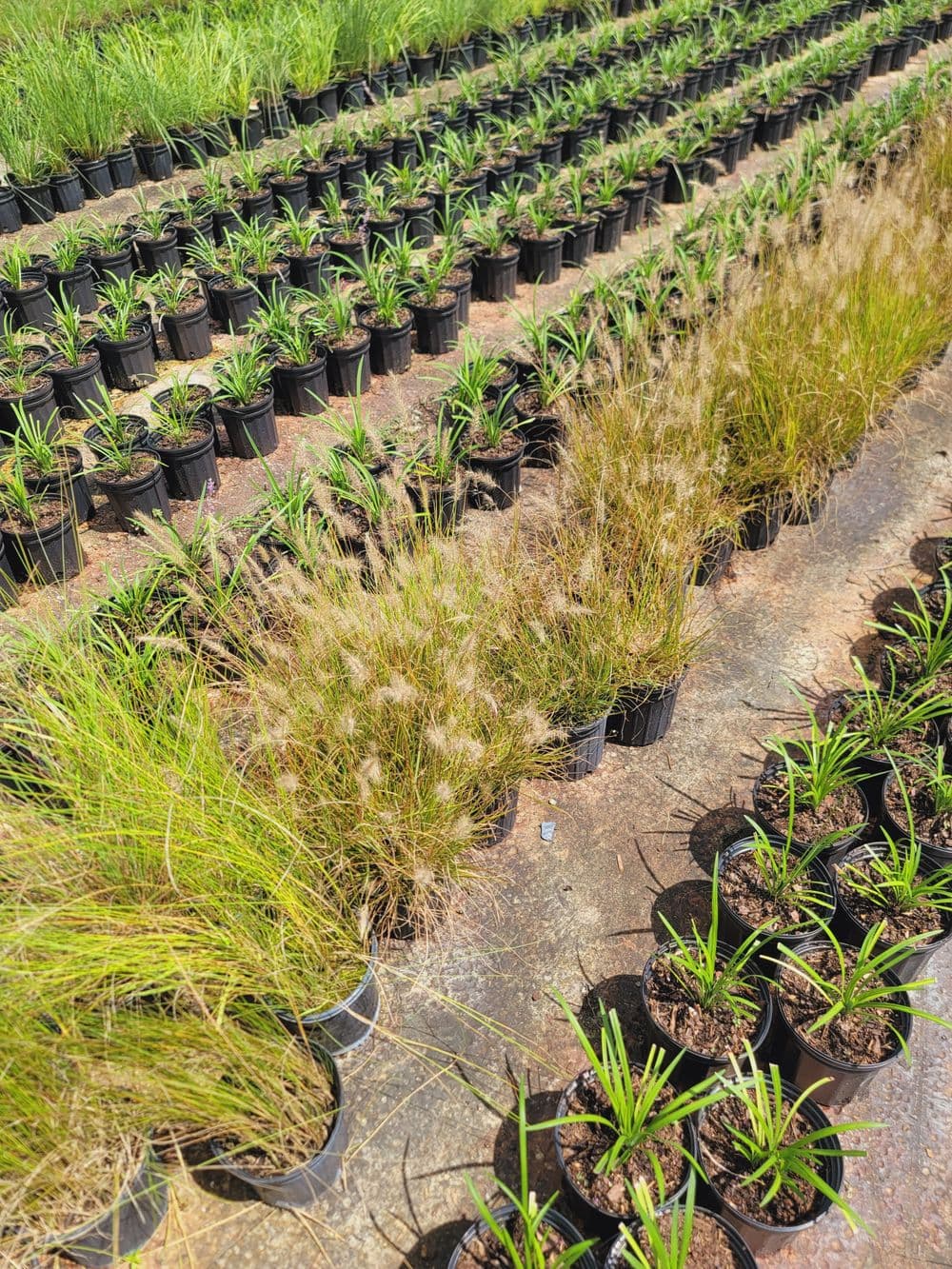 Rows of potted grasses with vibrant green plants and golden ornamental grass.