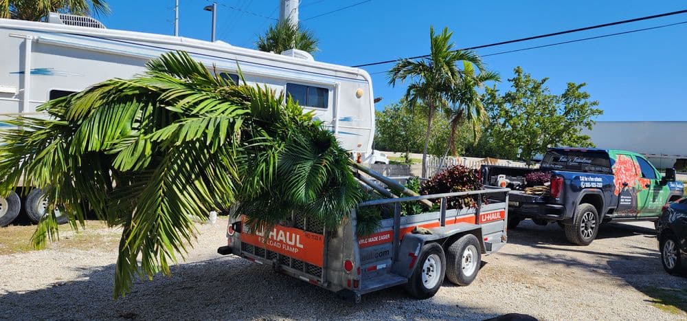 U-Haul trailer loaded with tropical plants, parked near vehicles on a sunny day.