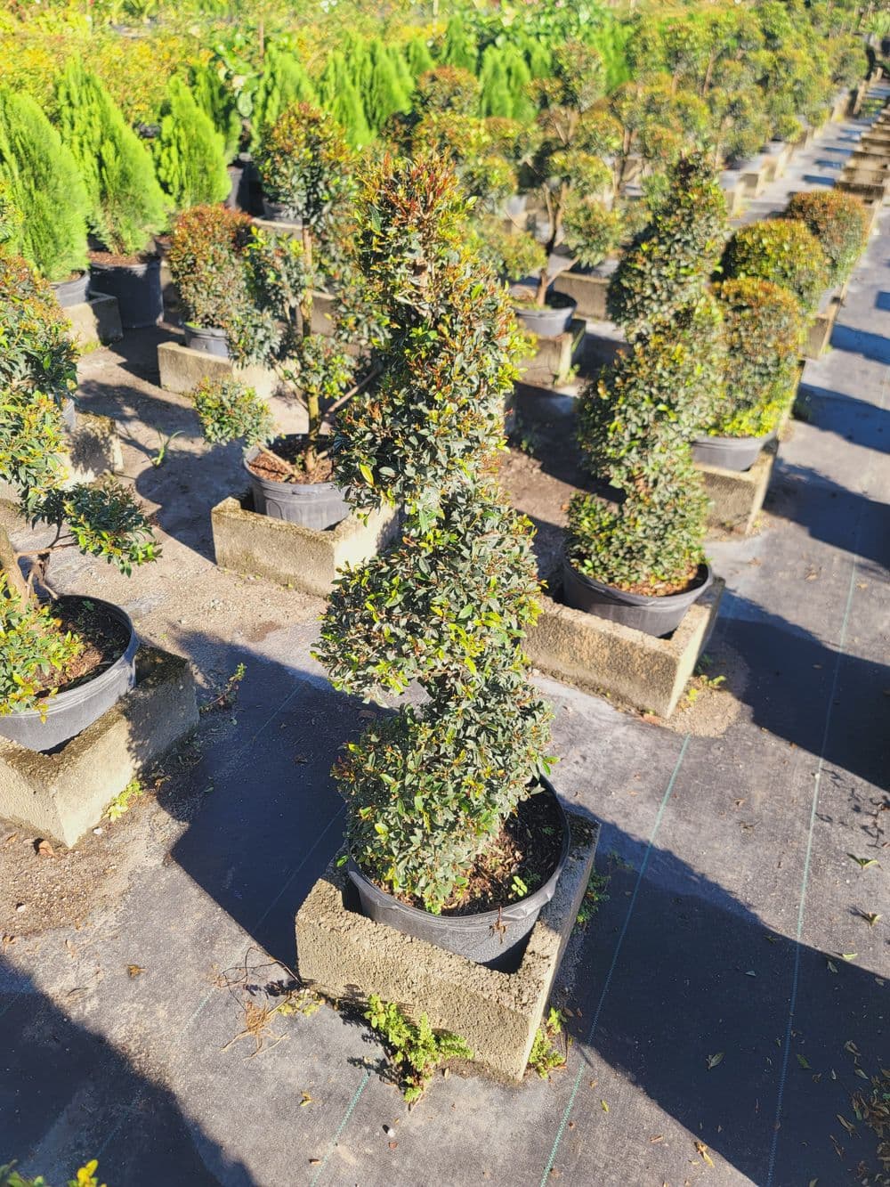 Topiary shrubs in potted arrangements, showcasing spiraled green foliage in a nursery.