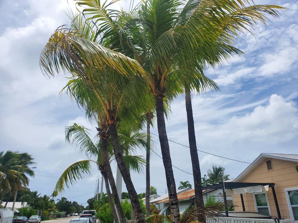Tropical palm trees swaying under a blue sky in a residential area.