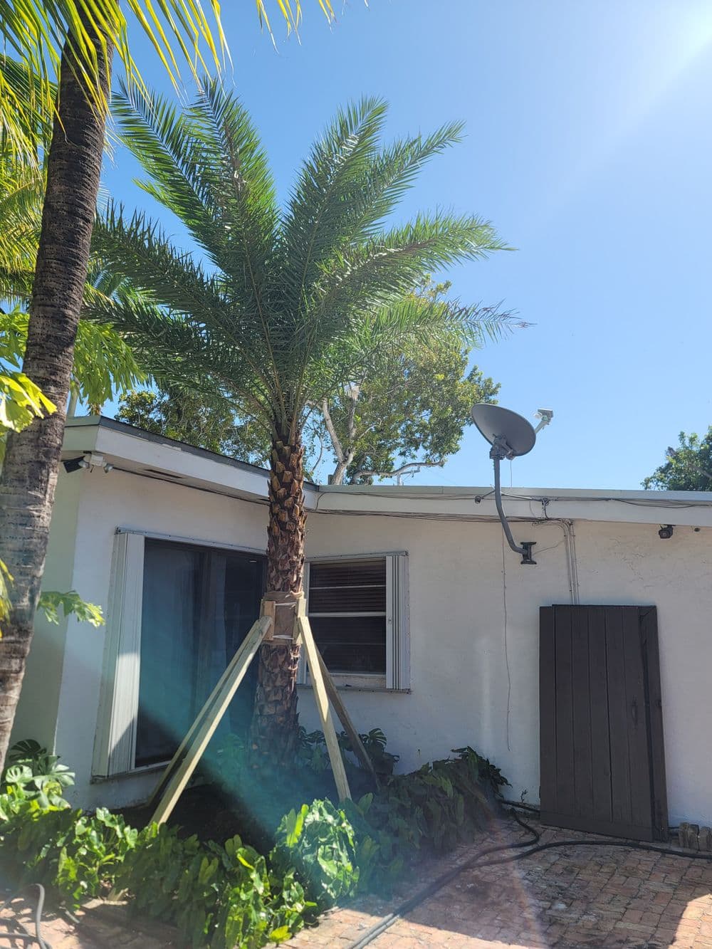 Palm tree next to a house with a satellite dish under clear blue sky. Vibrant greenery surrounds.