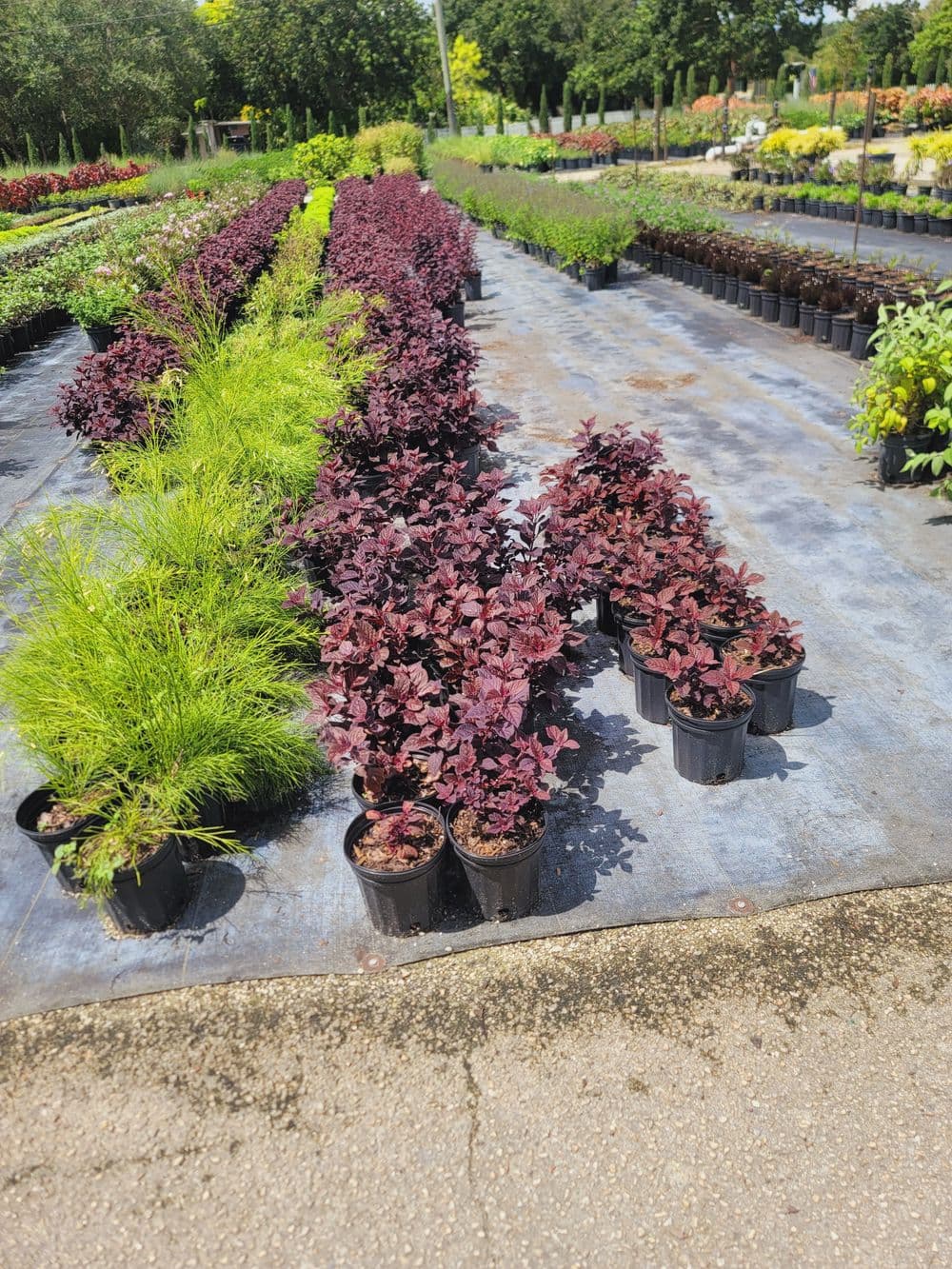 Colorful garden center display featuring vibrant plants in black pots on a sunny day.
