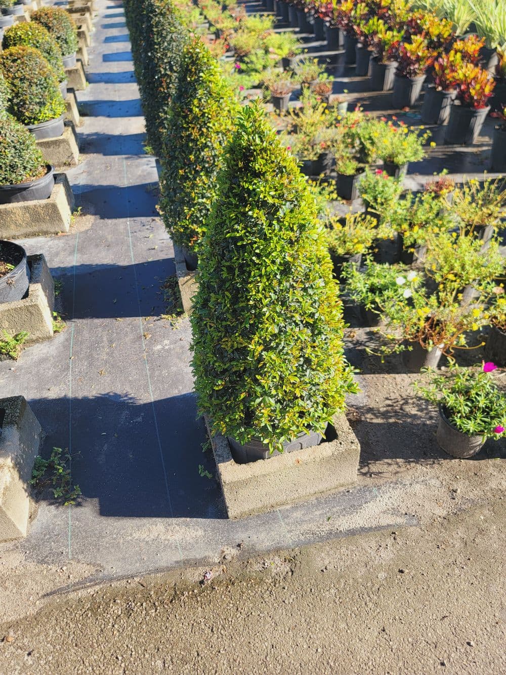 Topiary shrubs arranged in pots at a nursery, showcasing vibrant greenery and variety.