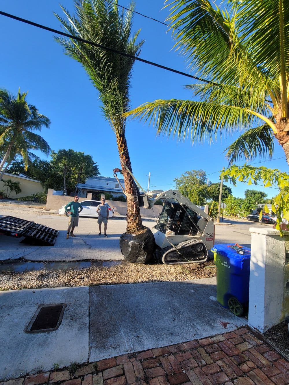 Tree removal equipment and workers near a palm tree on a residential street.
