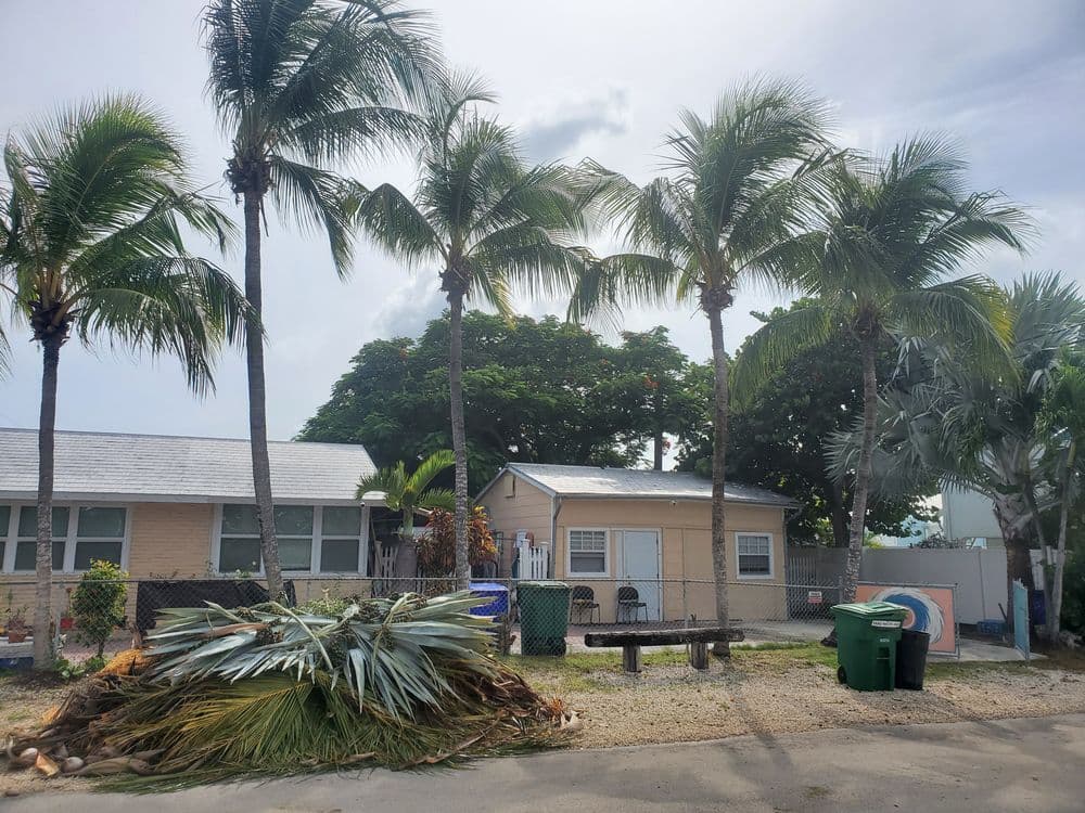 House surrounded by palm trees with landscaping debris in the foreground.
